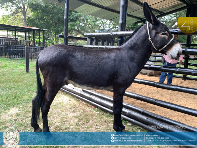 Adquisición de unidades biológicas en CEDEAGRO