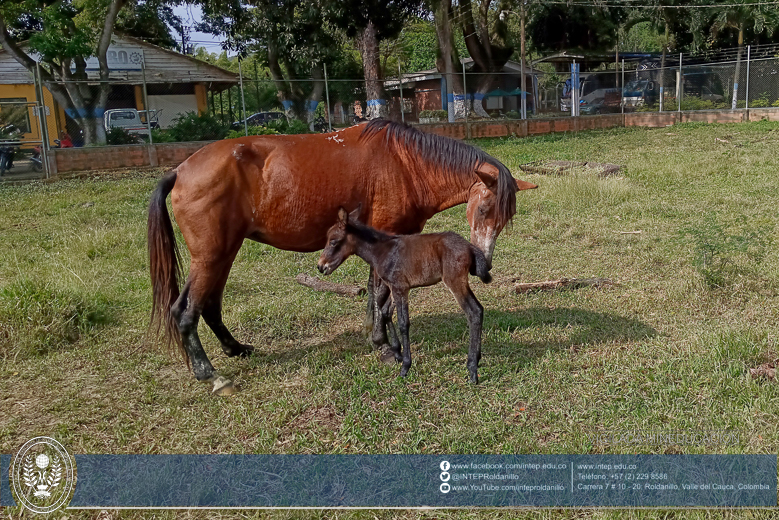  Nuevo miembro de la familia INTEP.