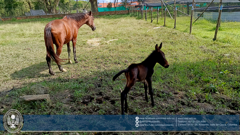  Nuevo miembro de la familia INTEP.