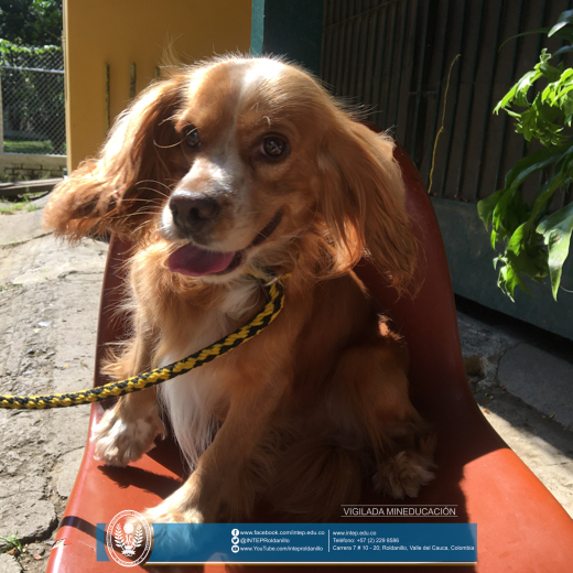 TODO UN ÉXITO LA JORNADA DE ESTERILIZACIÓN (Felina y Canina)